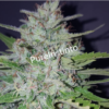 Shotgun Autoflower Cannabis Seeds
