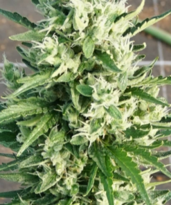 SHOTGUN AUTO pureinstinto