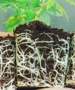 SHOTGUN AUTO pureinstinto