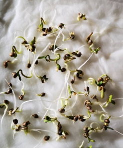 SHOTGUN AUTO pureinstinto