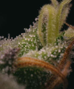 Sticky Gorilla #4 Feminized Cannabis Seeds