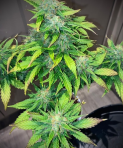 Mandarine Cream Autoflower Cannabis Seeds