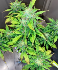 Mandarine Cream Autoflower Cannabis Seeds pureinstinto