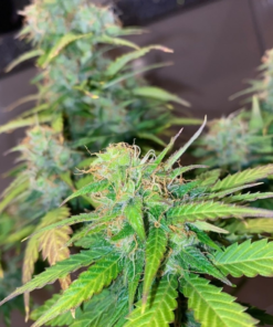 Mandarine Cream Autoflower Cannabis Seeds