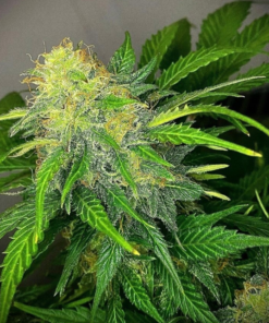Mandarine Cream Autoflower Cannabis Seeds