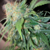 Mandarine Cream Autoflower Cannabis Seeds