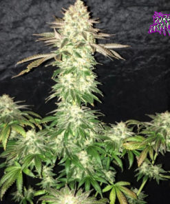 Spooky OG Feminized Cannabis Seeds