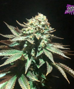 Spooky OG Feminized Cannabis Seeds