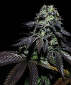 Peanut Butter Cookies Feminized Cannabis Seeds