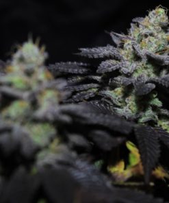 Peanut Butter Cookies Feminized Cannabis Seeds