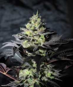 Peanut Butter Cookies Feminized Cannabis Seeds