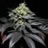 Peanut Butter Cookies Feminized Cannabis Seeds