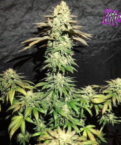 Spooky OG Feminized Cannabis Seeds