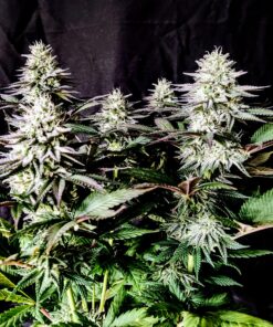 Pure-Ice-Cream Feminized Cannabis Seeds cannabis seeds, marijuana seeds, feminized seeds, autoflowering seeds, regular seeds, high THC seeds, hemp seeds, CBD seeds, cheap cannabis seeds, White Widow seeds, Sour Diesel seeds, Blue Dream seeds, Northern Lights seeds, OG Kush seeds, Skunk seeds, Purple Haze seeds, Afghani seeds, terpenes, gelato#33, frosty, stoned