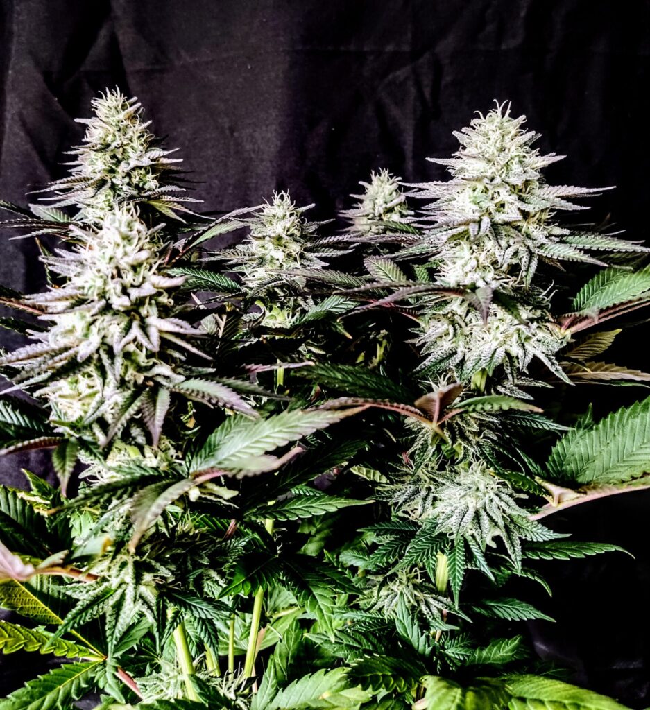 Pure Ice Cream Cannabis Seeds