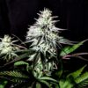 Pure-Ice-Cream Feminized Cannabis Seeds