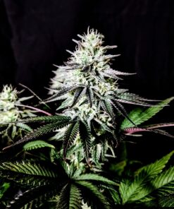Pure-Ice-Cream Feminized Cannabis Seeds