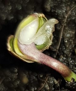 PEANUT BUTTER COOKIES SEEDLING