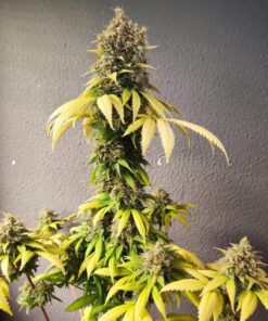 Smoothie Feminized Cannabis Seeds