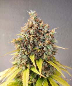 Smoothie Feminized Cannabis Seeds