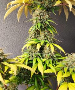 Smoothie Feminized Cannabis Seeds