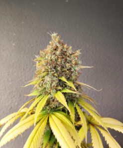 Smoothie Feminized Cannabis Seeds