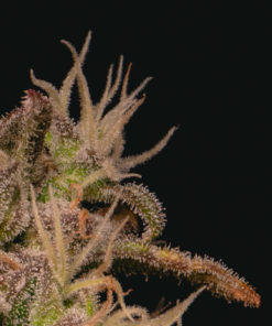 Forbidden Fruit Cake Feminized Cannabis Seeds
