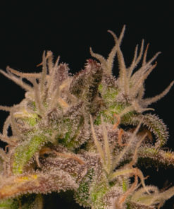 Forbidden Fruit Cake Feminized Cannabis Seeds