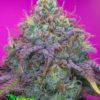 Forbidden Fruit Cake Feminized Cannabis Seeds