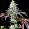 Garlic Cookies Feminized Cannabis Seeds