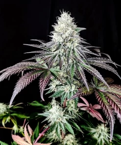 Garlic Cookies Feminized Cannabis Seeds