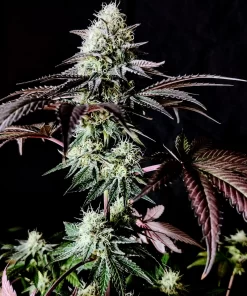 Garlic Cookies Feminized Cannabis Seeds