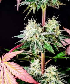 Garlic Cookies Feminized Cannabis Seeds