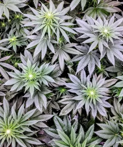 Garlic Cookies Feminized Cannabis Seeds