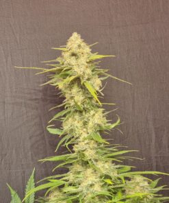 Melon Gum Feminized Cannabis Seeds