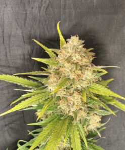 Melon Gum Feminized Cannabis Seeds