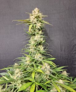 Melon Gum Feminized Cannabis Seeds