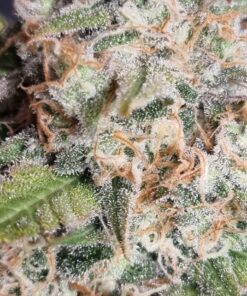 Melon Gum Feminized Cannabis Seeds