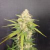 Melon Gum Feminized Cannabis Seeds