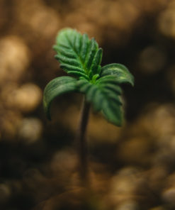 Gorilla Cookies Feminized Cannabis Seeds