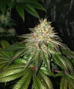 Gorilla Cookies Feminized Cannabis Seeds