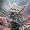 Cherry Cookies Feminized Cannabis Seeds