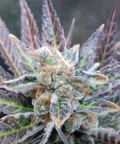 Cherry Cookies Feminized Cannabis Seeds