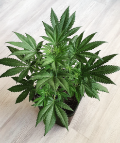 Shiskaberry Feminized Cannabis Seeds