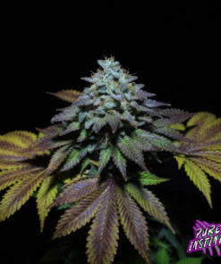 Gorilla Cookies Feminized Cannabis Seeds