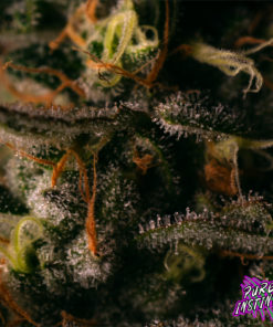 Gorilla Cookies Feminized Cannabis Seeds