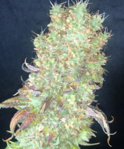 Shiskaberry Feminized Cannabis Seeds