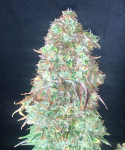 Shiskaberry Feminized Cannabis Seeds