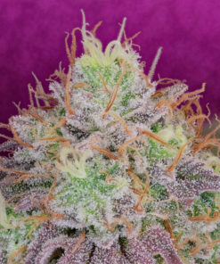 Watermelon Zkittles Feminized Cannabis Seeds