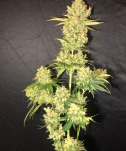 King's Banner Feminized Cannabis Seeds